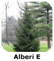 P Forl Alberi E